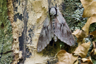 img_4317-v.jpg
