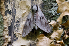 img_4321-v.jpg