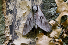img_4325-v.jpg