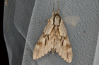 img_4780-v.jpg