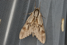 img_4838-v.jpg