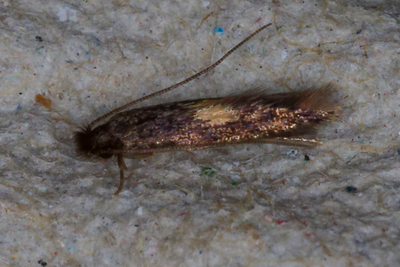 Neurothaumasia tenuipennella