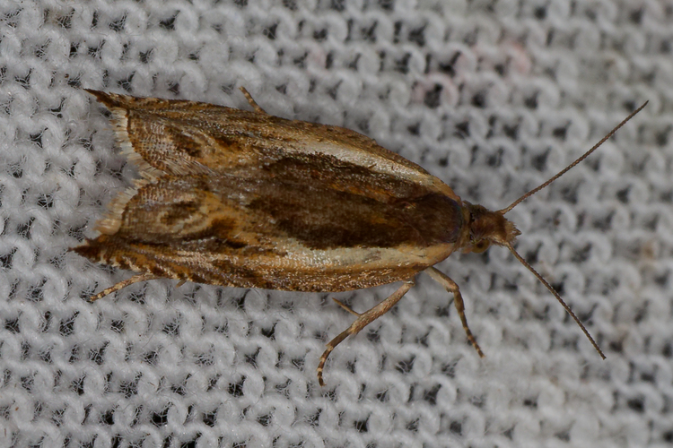 Ancylis apicella