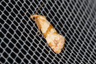 recto