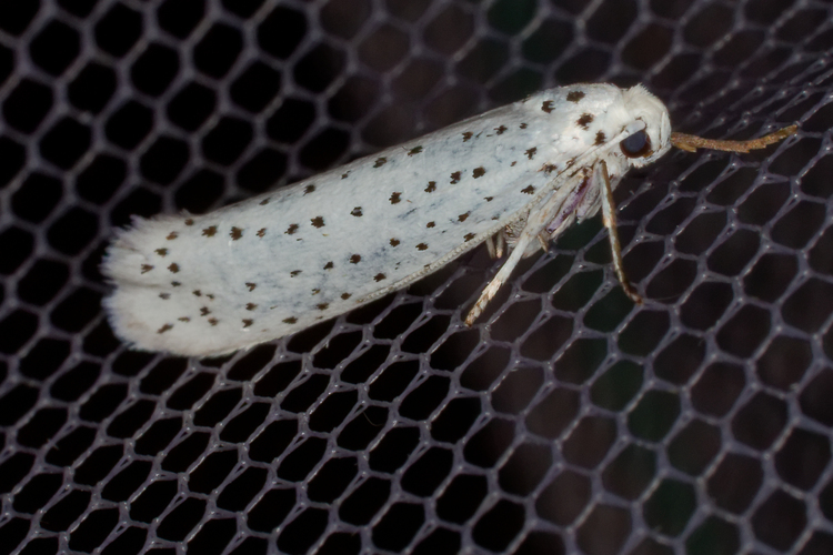 Yponomeuta evonymella