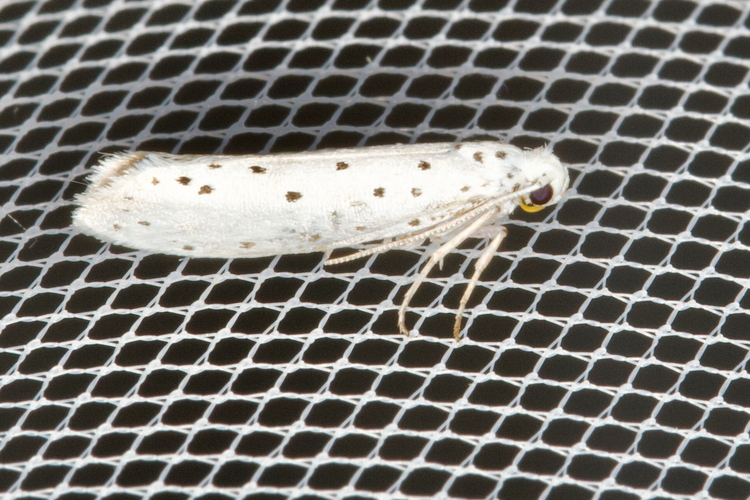 Yponomeuta padella