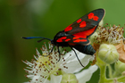 img_4944-v.jpg